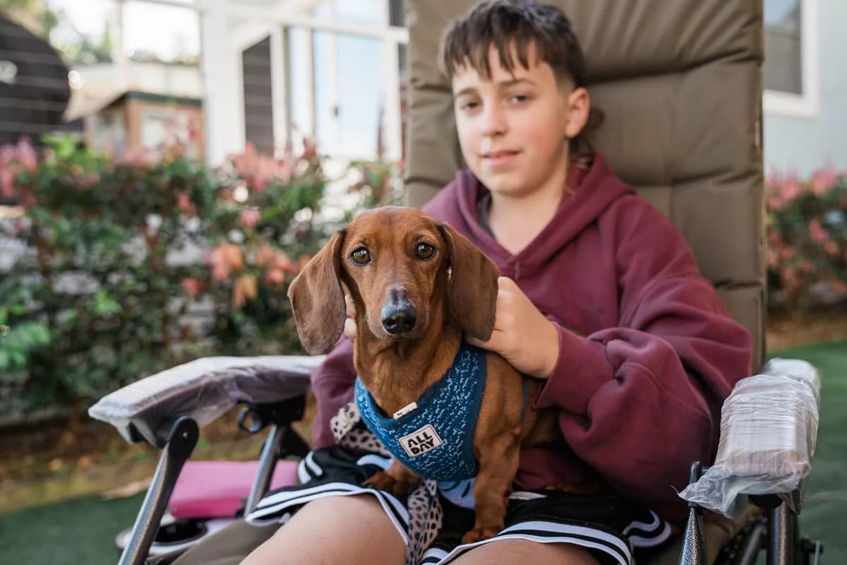A child in a maroon hoodie sitting in a camp chair with a brown dachshund in a blue harness on their lap, flowering shrubs behind.